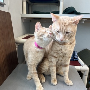 Fur-nomenal SPCA Staff